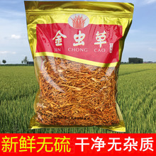 1斤 产地直销500g 北虫草干货蛹虫草 包邮 金虫草 虫草花干货正品