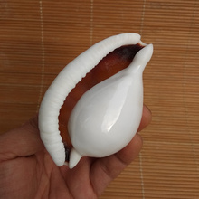 天然宝螺海兔螺 玉兔螺白兔螺 水族鱼缸造景橱窗装饰恋人创意礼物