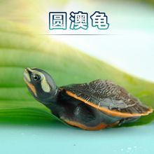 包邮 圆澳龟活体龟苗红腹龟宠物深水观赏大小乌龟东西锦剃刀