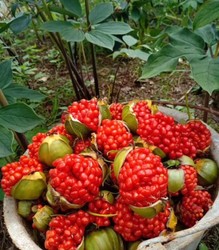 正宗滇重楼种籽重楼种子七叶一枝花独脚莲粉质多芽名贵中药材