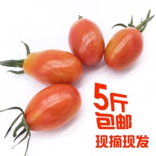 包邮 丹东东港鲜水果409小柿子牛奶草莓小番茄圣女果小西红柿5斤