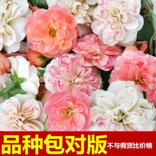 藤本月季大游行龙沙宝石爬藤玫瑰花苗欧洲月季阳台庭院盆栽花卉