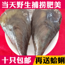 海鲜带子鲜活 鲜活捕捞现发 单个售价9元 大个带子 烧烤绿贝