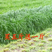 子多年生草籽紫花苜蓿菊苣鱼草鸡鸭牛羊饲料批发 黑麦草牧草种