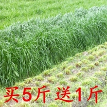多年生黑麦草种子北方南方四季冬牧70冬季牧草喂鱼猪牛羊草籽美国