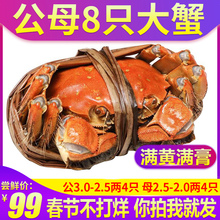 大闸蟹螃蟹鲜活 大闸蟹鲜活螃蟹鲜活大闸蟹 大闸蟹全母特大蟹