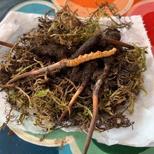 嘉绒姐姐阿娟 小草0.4克30元 一根 2019新鲜冬虫夏草 顺丰快递