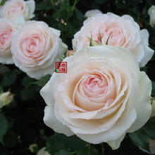 M05白色龙沙宝石青莲居玫兰月季苗盆栽加仑藤本大花包菜阳台花卉