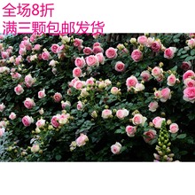 庭院盆栽龙沙宝石蔷薇花苗爬藤四季开花玫瑰苗藤本月季小苗带花苞