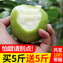 包邮 现摘皇冠梨子10斤整箱青梨供梨雪梨当季水果新鲜翠玉雪梨香梨