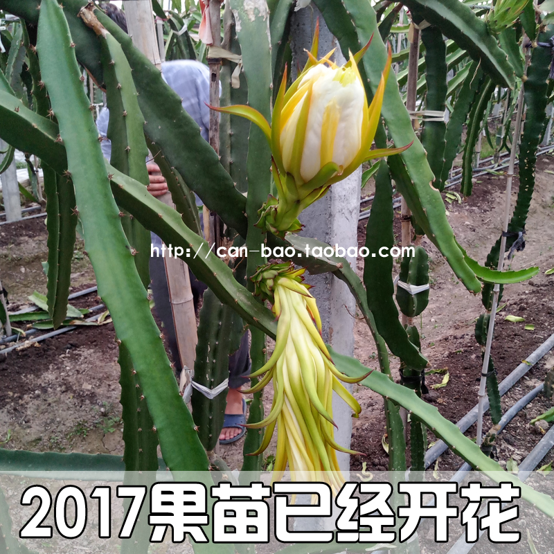 红肉火龙果树苗当年结果南方北方种植可盆栽地