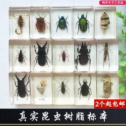 小动物真实昆虫标本树脂蝎子蝴蝶金龟子蜘蛛甲虫蜜蜂天牛2件包邮