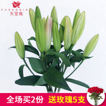 一扎家用白色粉色 包邮 鲜花批发 云南鲜花基地直发新鲜香水百合花