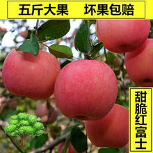 五斤 山东栖霞优质红富士烟台苹果水果新鲜水果