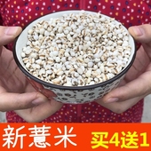 薏仁 米仁 药玉米 新薏米 五谷杂粮 薏苡 苡米 红豆薏米粥 薏米仁