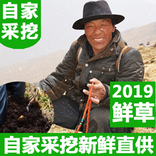 那曲虫草0.5g 根非东断西藏5根装 正品 正宗玉树2019新鲜冬虫夏草