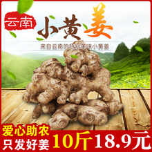 新鲜生姜 5斤送5斤 月子姜老姜老罗平姜土姜毛重10斤 云南小黄姜