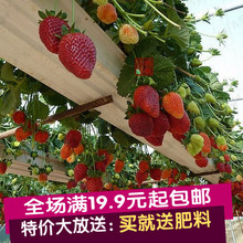包邮 草莓苗现挖现卖奶油草莓苗当年结果四季种10棵