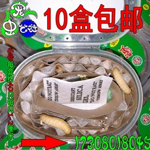 葡萄蜜葡萄密虫玉米虫蟋蟀蚂蚱油葫芦地蜘蛛皮虫柴虫之葡萄虫