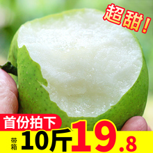 梨子新鲜10斤带箱砀山梨皇冠梨香梨鸭梨早酥梨当季水果现摘翠冠梨