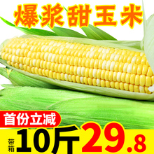 包邮 云南水果玉米带箱10斤新鲜应季甜玉米柏羯吃甜脆 现摘现发