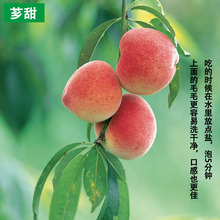 包邮 四川西充水蜜桃多肉时令水果脆桃子新鲜孕妇5斤10斤现摘现发
