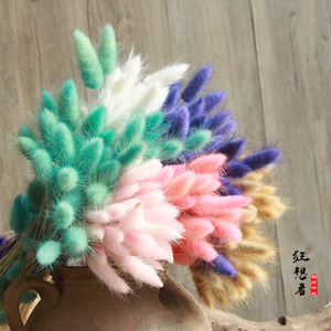 狂想者【兔尾草】森系天然干花真花彩色6色家居装饰diy摆件插花