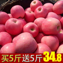 包邮 当季 丑苹果冰糖心苹果红富士苹果水果新鲜10斤野生苹果一整箱