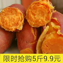 包邮 现挖高山农家自种新鲜红薯红心板栗薯香薯粉糯香甜地瓜5斤9.9