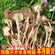 包邮 新货茶树菇干货特级不开伞农家自产江西广昌特产香500克