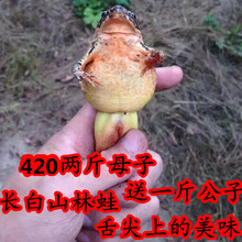 包邮 大母豹子两斤送公狗子 东北吉林长白山林蛙活体雪蛤蛤蟆油两斤