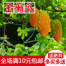 小濑瓜种子水果赖葡萄癞葡萄金铃子小癞瓜籽苦瓜蔬菜秋冬季春四季
