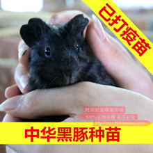 包邮 纯黑荷镭贾沓栉锸笛楹陔嗍蠡钐灞Ρ黑色天竺鼠种苗健康包活