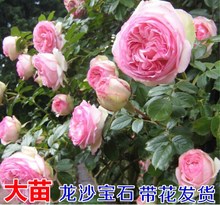 四季盆栽 月季花苗大花浓香 粉色龙沙宝石月季大苗带花藤本月季