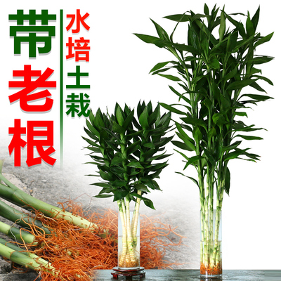 室内盆栽客厅包邮