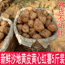 黄心红薯新鲜沙地红薯卢龙白薯农家板栗红薯山芋番薯5斤装