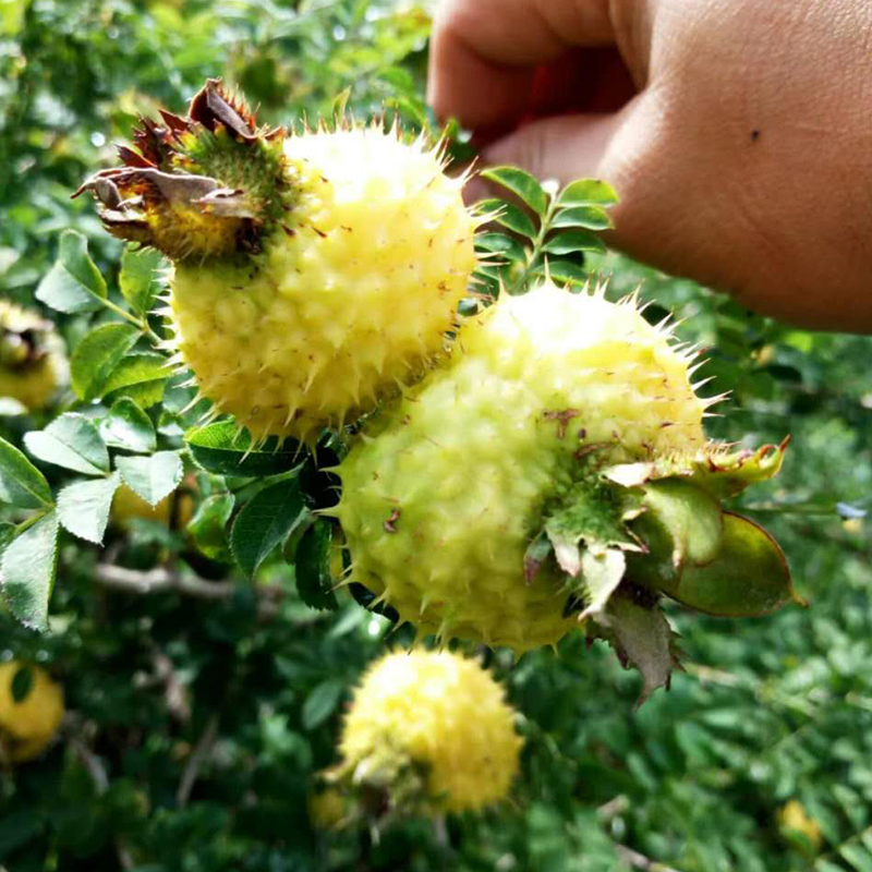 黔南布依族苗族自治州分期乐吧【加▲V信Q同