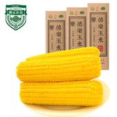 东北黄糯玉米 包邮 10穗 真空鲜食玉米 德乐老关东玉米