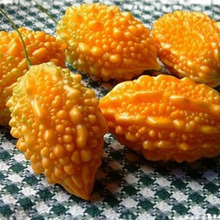 蔬果种子 赖葡萄种子 蔬菜种子 可阳台种植 金铃子 金癞瓜种子
