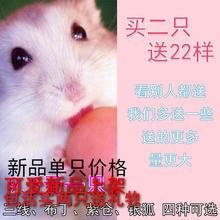 活体小仓鼠活物宝宝宠物小仓鼠宠物活体一对银狐幼崽银狐布丁三线