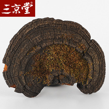 买3送1三京堂野生桑黄野生桑黄灵芝野生灵芝西藏桑树云南桑黄500g