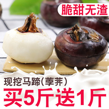 马蹄6斤荸荠新鲜当季水果蔬菜5包邮饽荠小地栗珍珠应季即食马蹄果