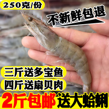 新鲜野生对虾鲜活基围虾海捕大虾活虾青虾明虾大海虾海鲜水产包邮