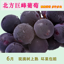 孕妇新鲜水果 6月巨峰葡萄有籽葡萄4斤酸甜可口多种维生素