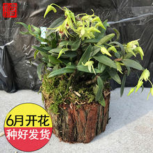 栽好可食用乐清雁荡山铁皮石斛苗3年15 买2送盆拖 25根鲜条石斛花