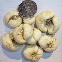 浙贝母 浙贝500克免费磨粉 贝母个中草药贝母片 大贝母 贝母 川贝