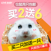包邮 仓鼠三线银狐布丁紫仓仓鼠活体包活补发买二送一 买2只送1只