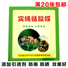 瓜果实蝇粘胶板果蝇实蝇贴针蜂粘虫板农用果园诱粘板果苍蝇诱捕器