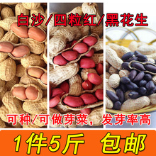 生花生带壳白沙红皮四粒红黑花生自然晒干花生种子可发芽 5斤包邮