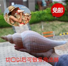 包邮天然海螺贝壳澳洲长香螺大法螺密宗法器道士号角家居摆件礼品